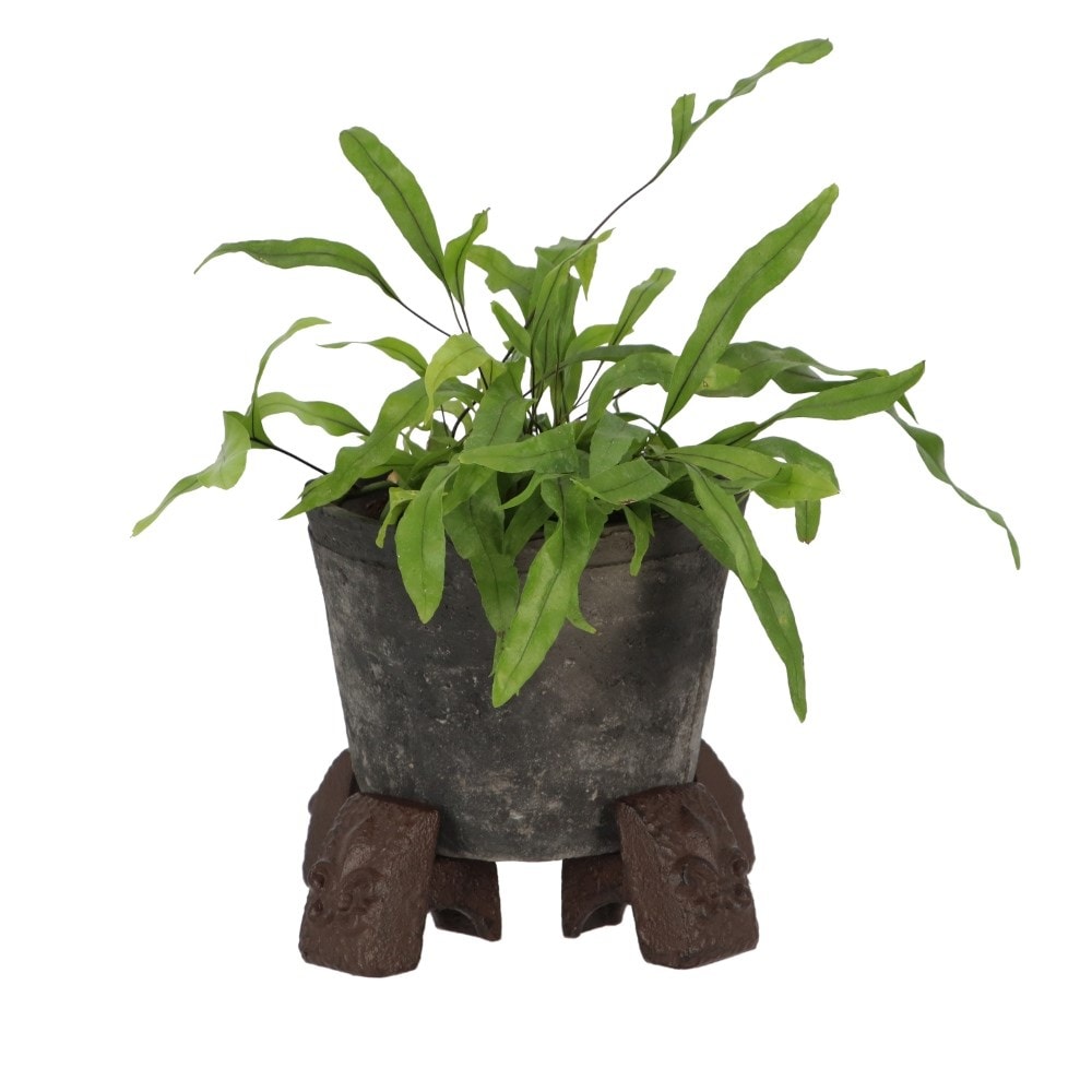 Cast iron fleur de lys pot feet