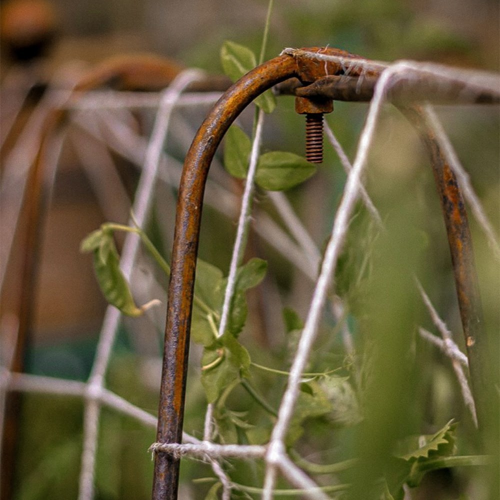 Ornate metal pea frame with jute netting - rust