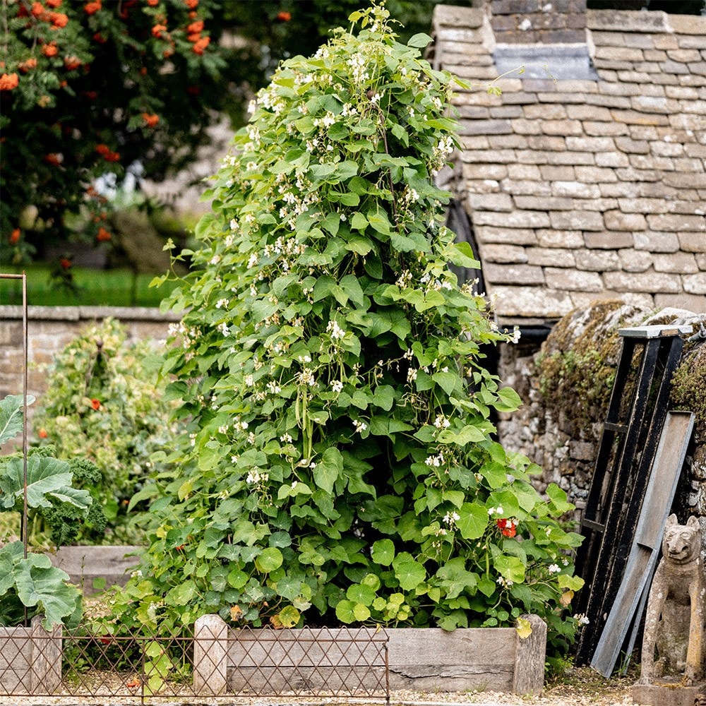 Ornate large metal runner bean frame with jute netting - rust