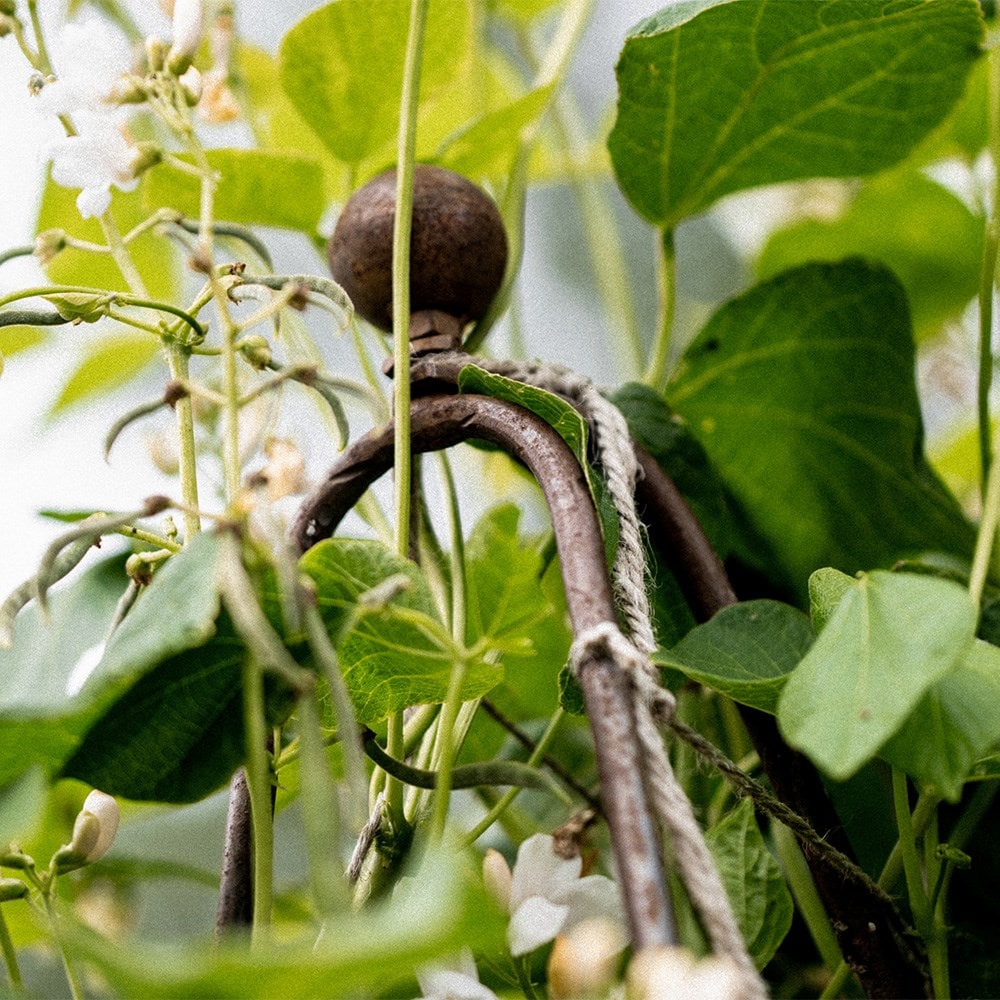 Ornate large metal runner bean frame with jute netting - rust