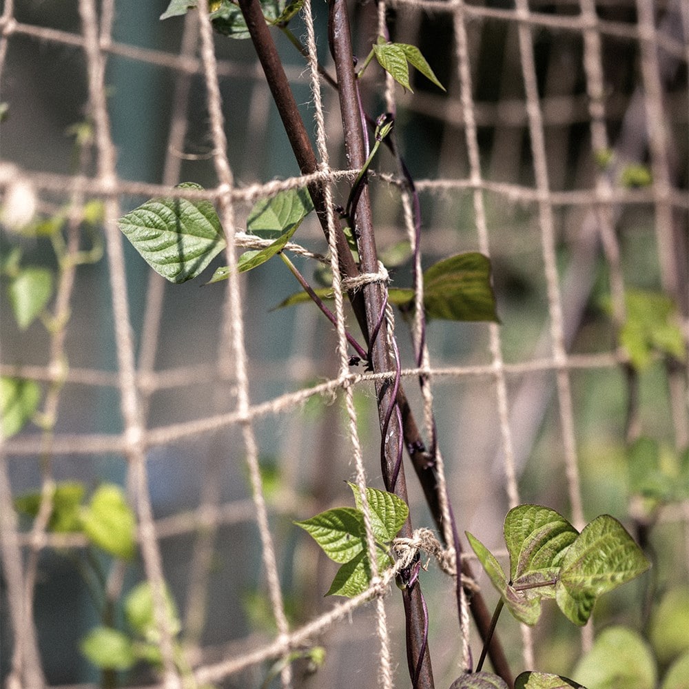 Ornate large metal runner bean frame with jute netting - rust