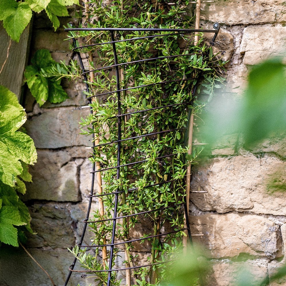 Metal wall plant frame support - rust