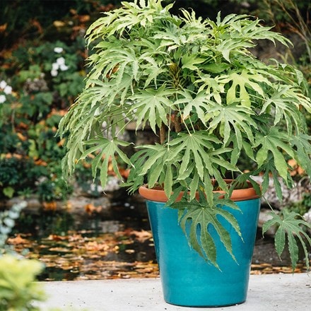 Metal tree guard - rust