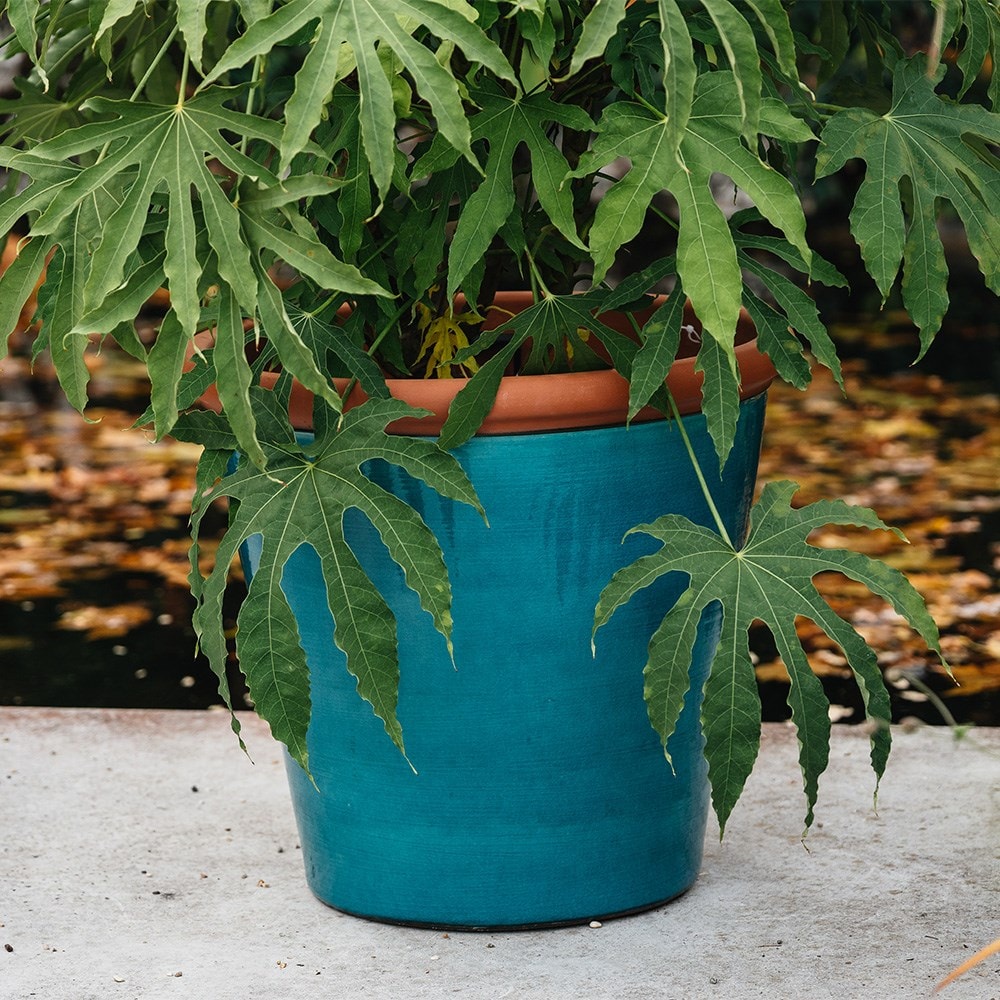 Metal tree guard - rust