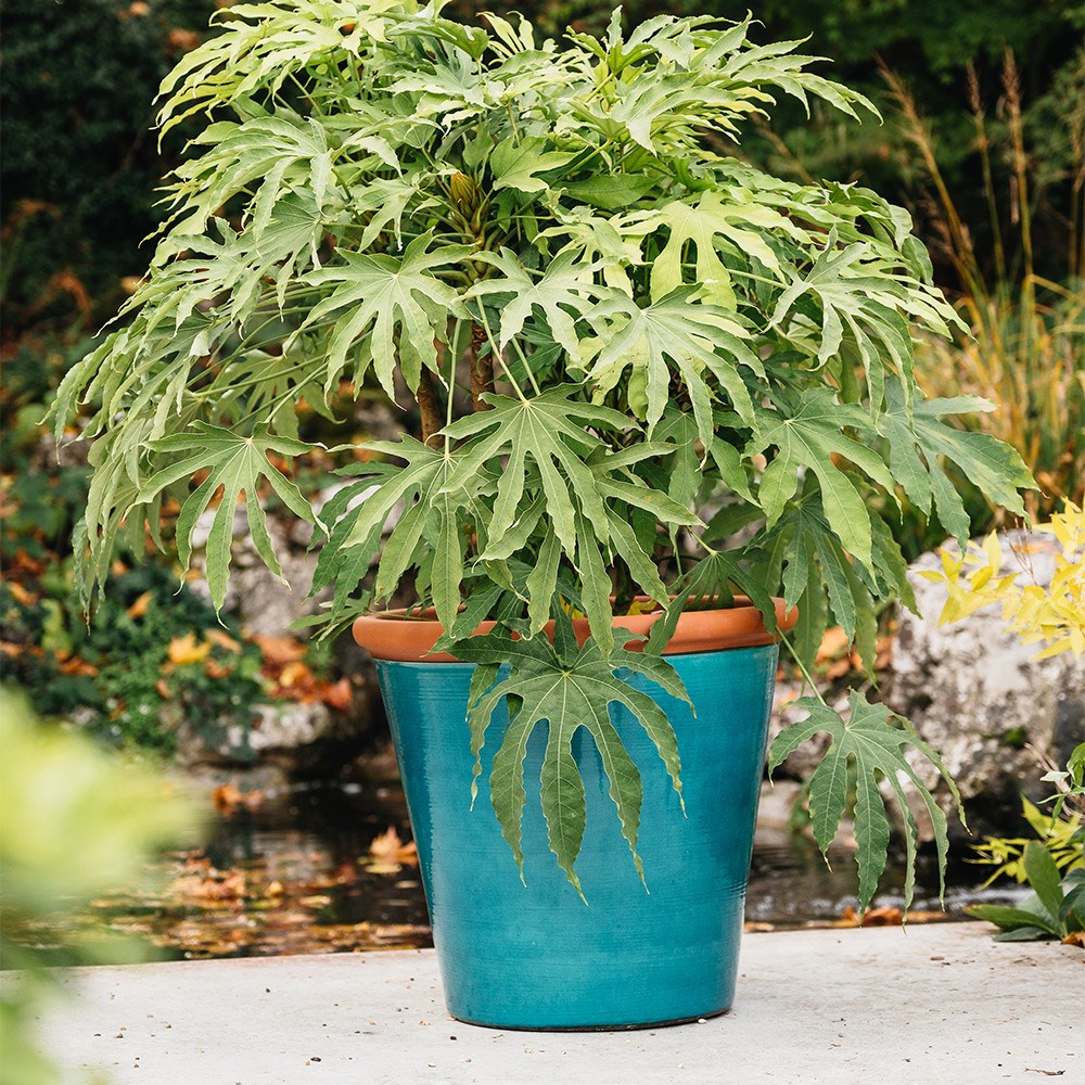 Metal tree guard - rust