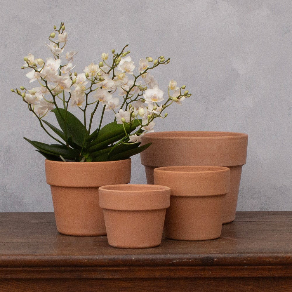 Italian wide rim terracotta plant pot