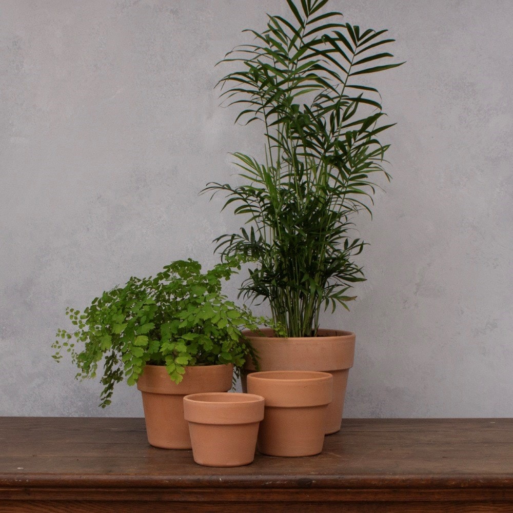 Italian wide rim terracotta plant pot