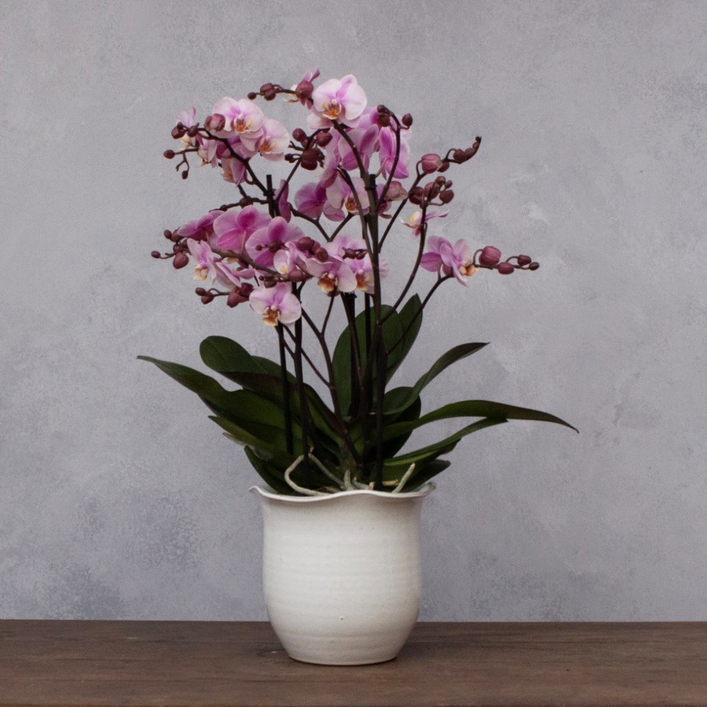 Scalloped edge plant pot - white