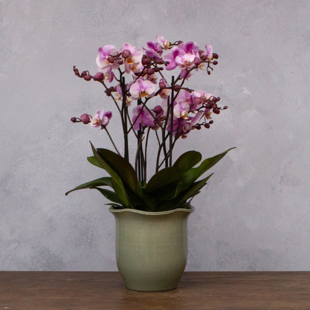 Scalloped edge plant pot - green