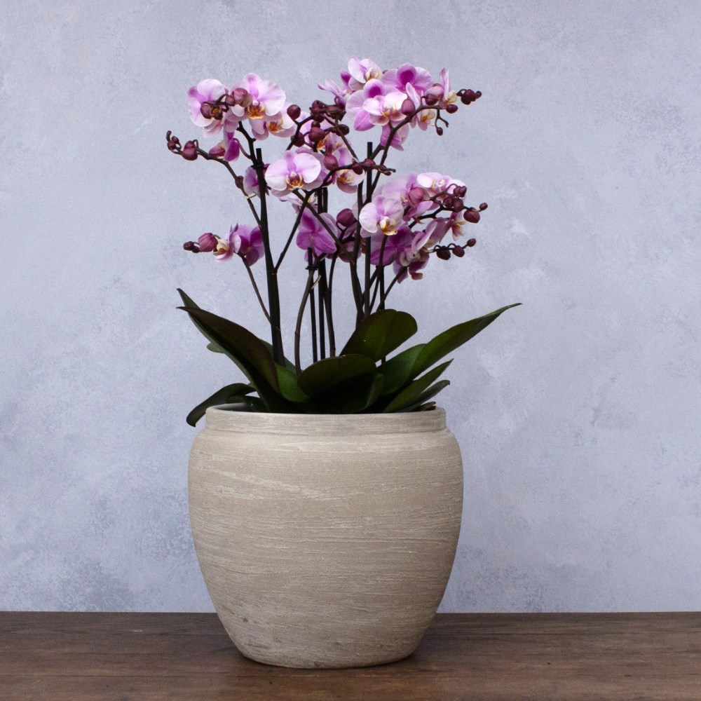 Textured urn large plant pot - grey