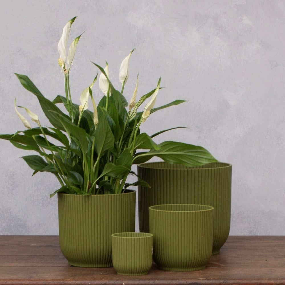 Product options image