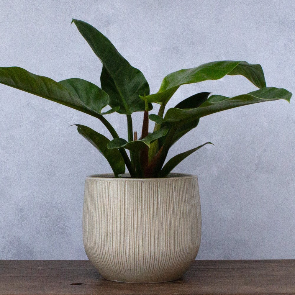 Glazed ribbed plant pot - beige