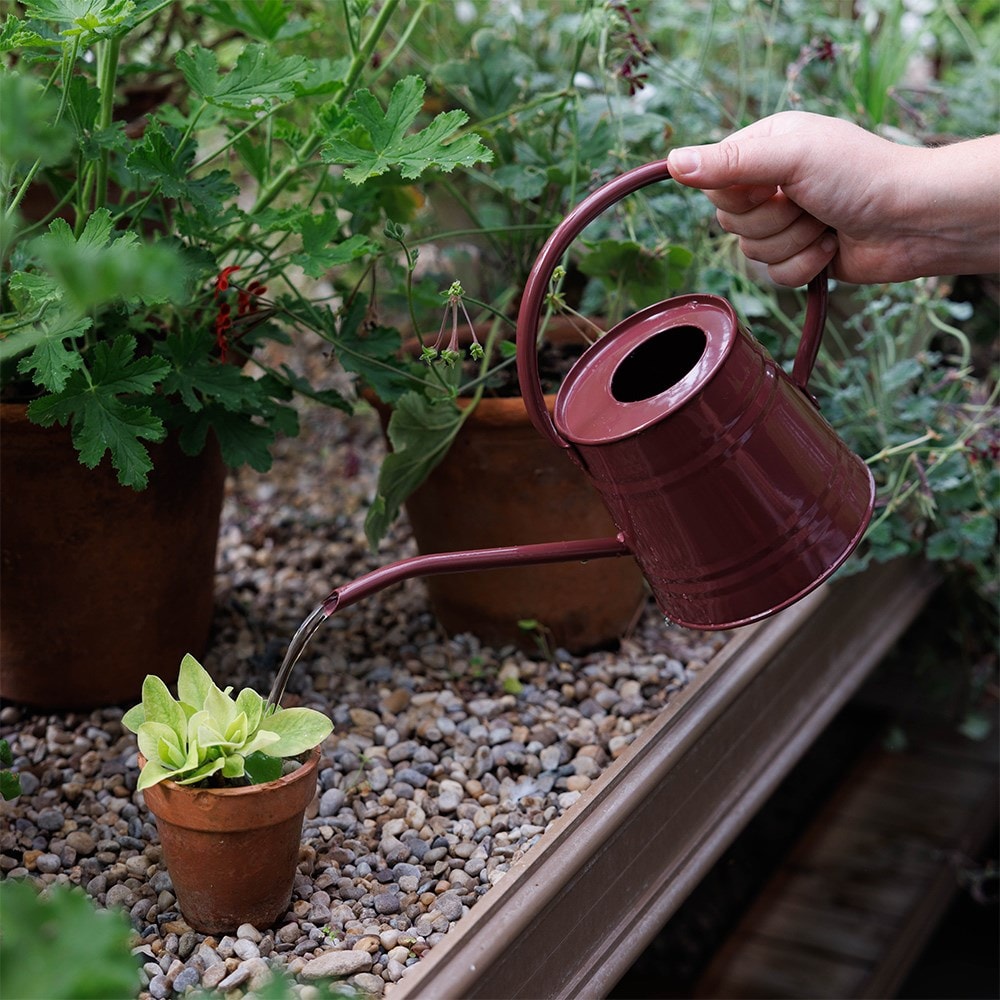Indoor metal watering can - burgundy