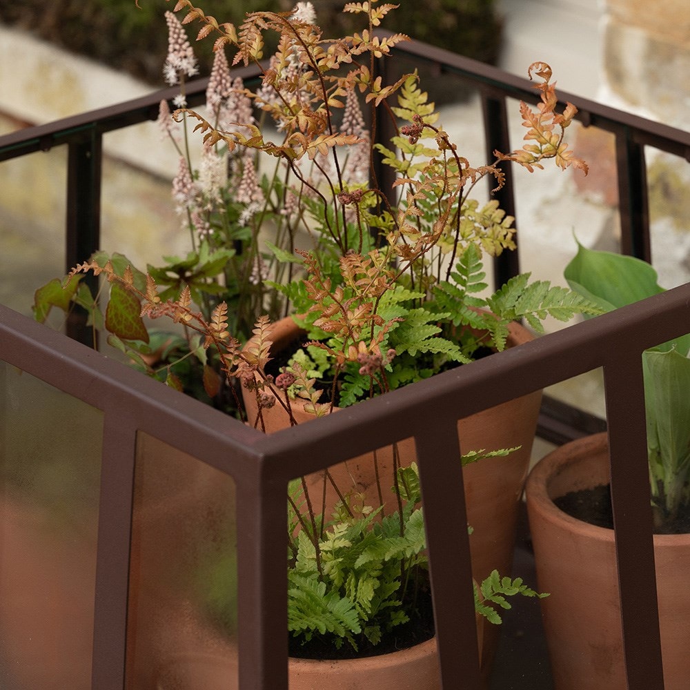 Square Victorian growhouse - dark auburn