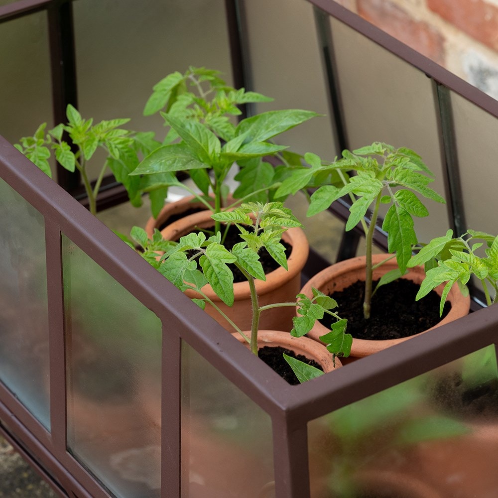 Rectangular Victorian growhouse - dark auburn