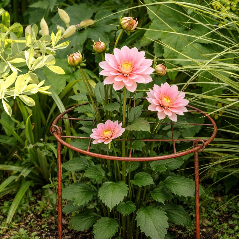 Product options image