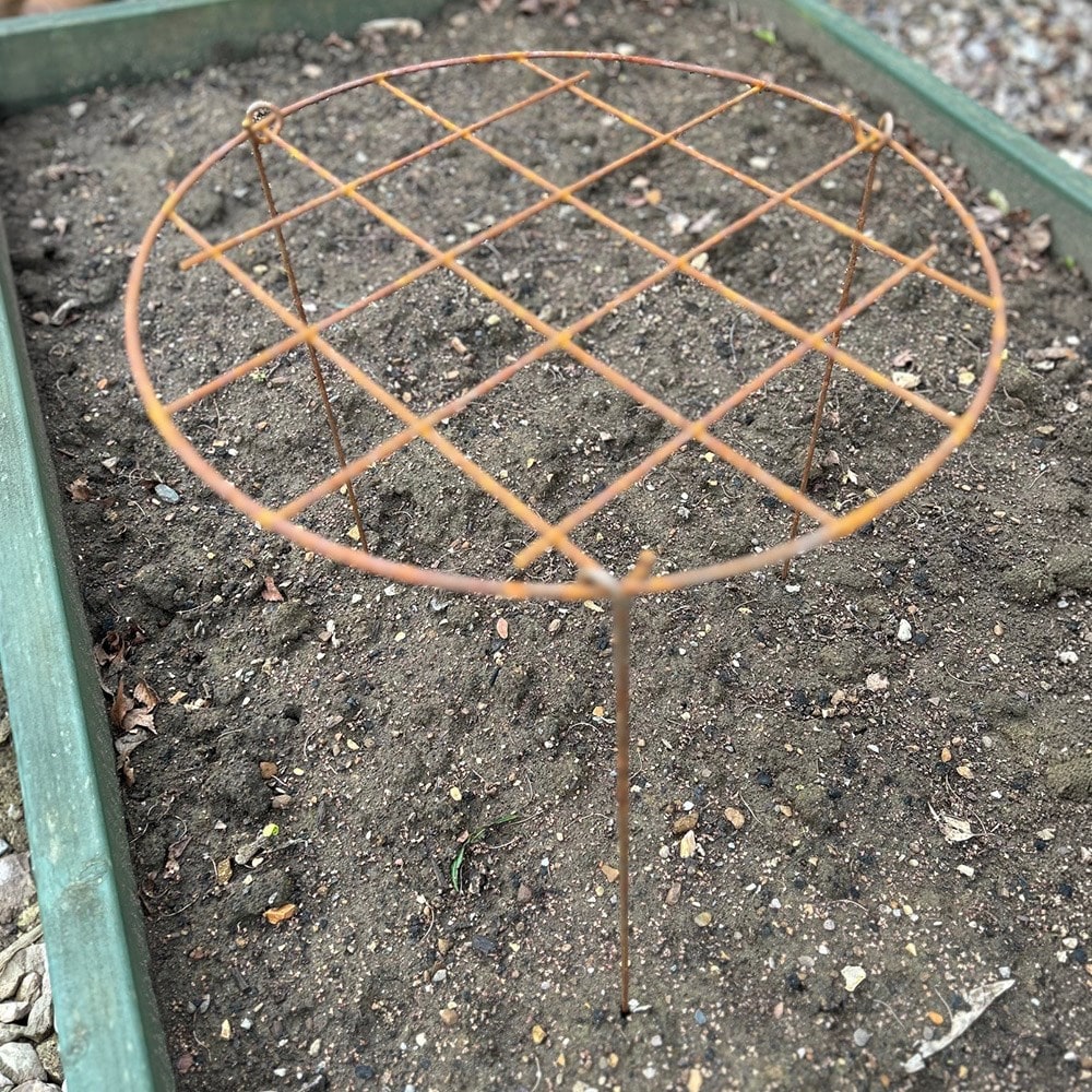 Grow through ring support - rust