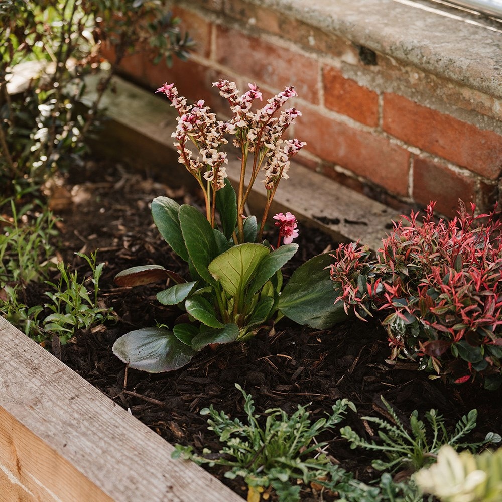 Decorative mini bark
