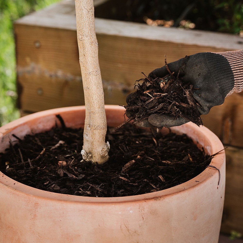 Decorative mini bark