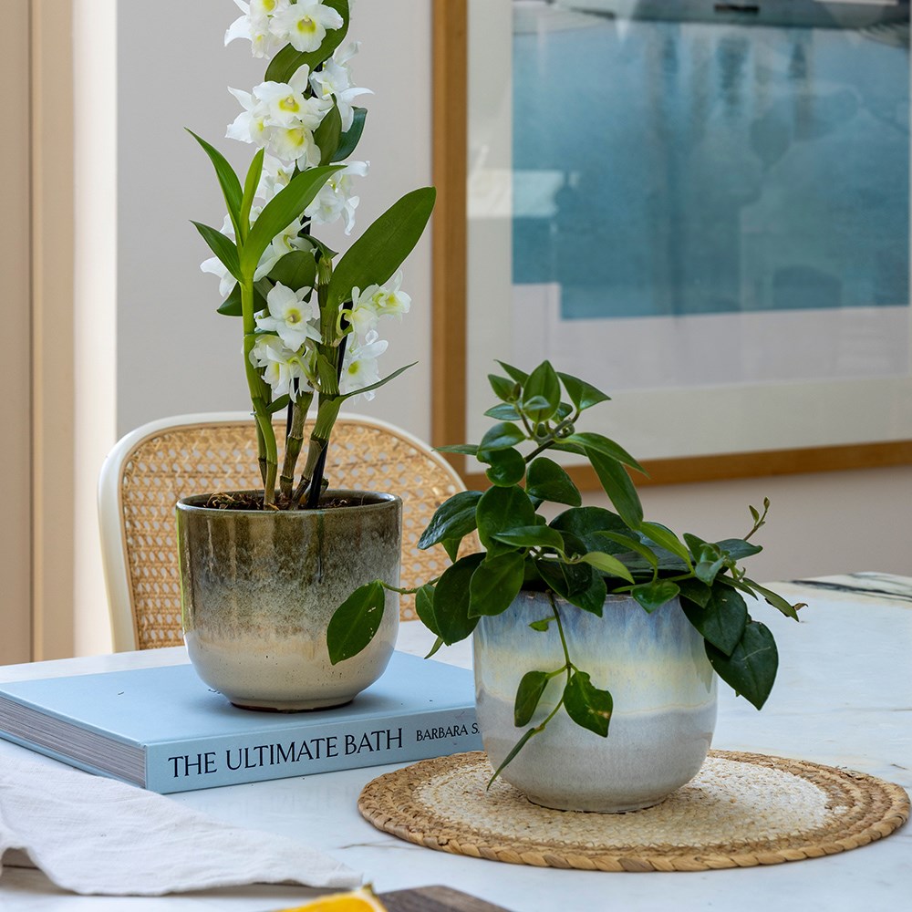 Two tone glazed ombre plant pot - green