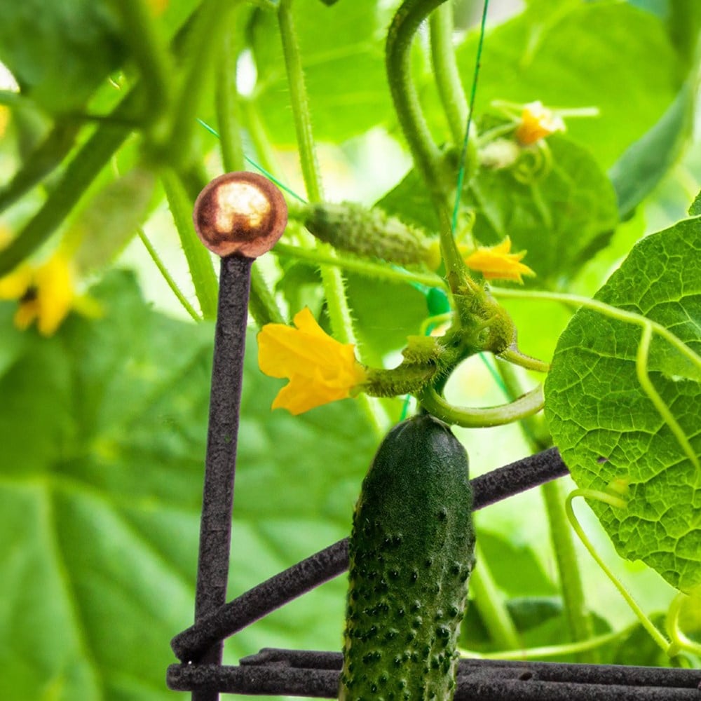 Folding A-frame bean trellis