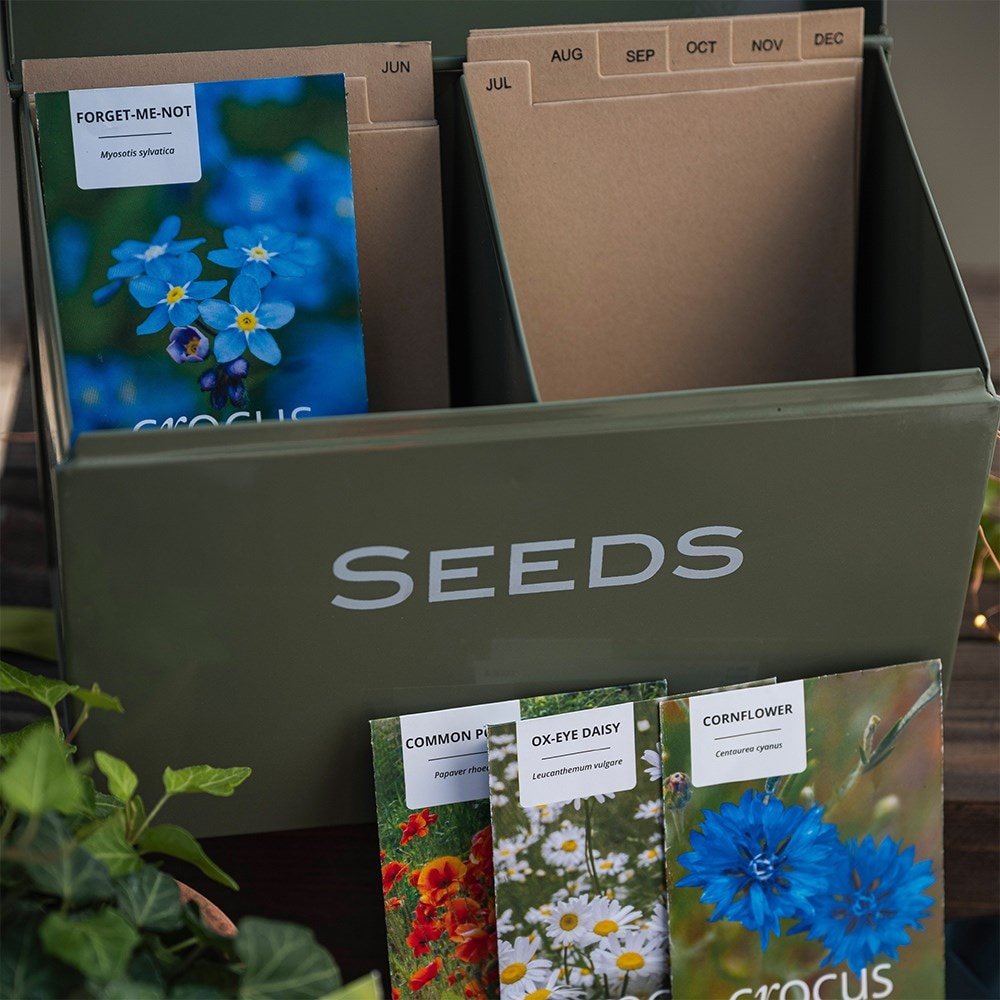Seedbox with wildflowers gift set