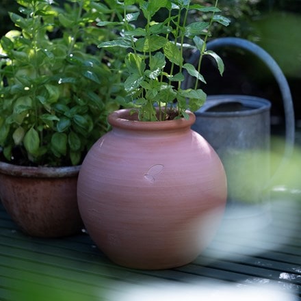 Terracotta mint pot