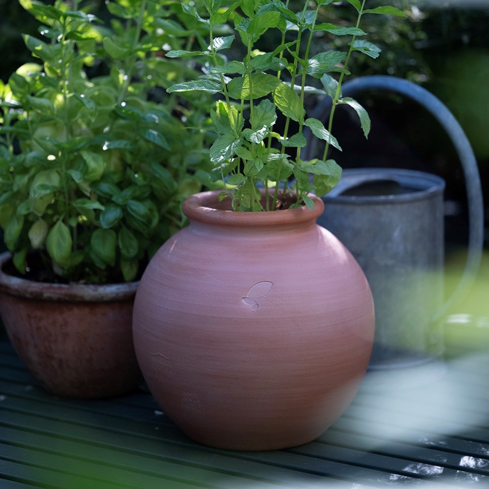 Terracotta mint pot