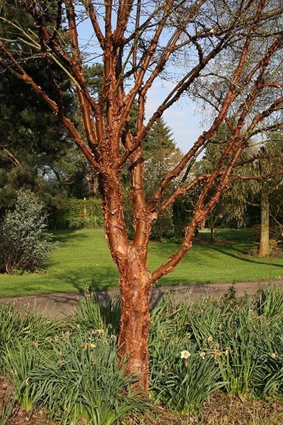 buy paper bark maple acer griseum: £94.99 delivery by crocus