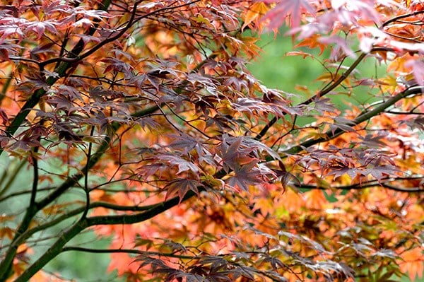 Acer palmatum Atropurpureum