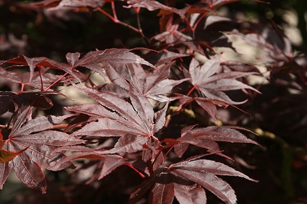 Acer palmatum Bloodgood