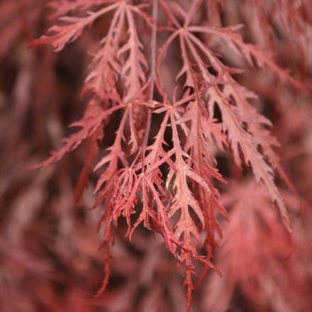 Acer palmatum Garnet