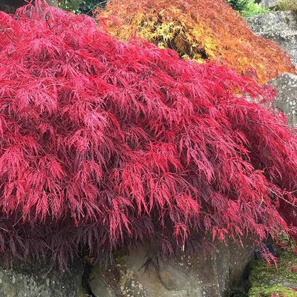 <i>Acer palmatum</i> 'Inaba-shidare'
