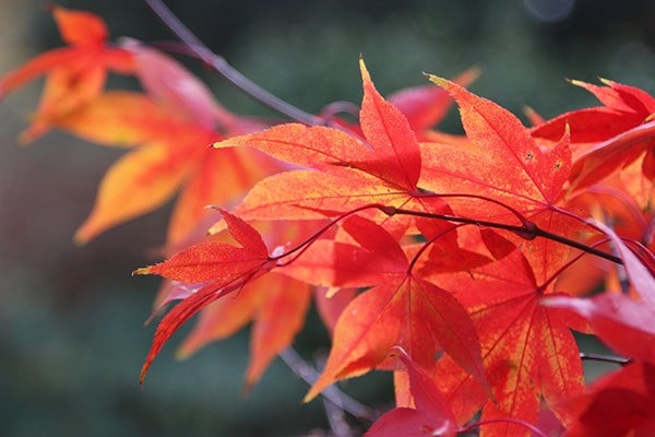 Acer palmatum Ōsakazuki