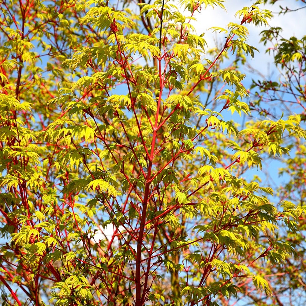 <i>Acer palmatum</i> 'Sango-kaku'