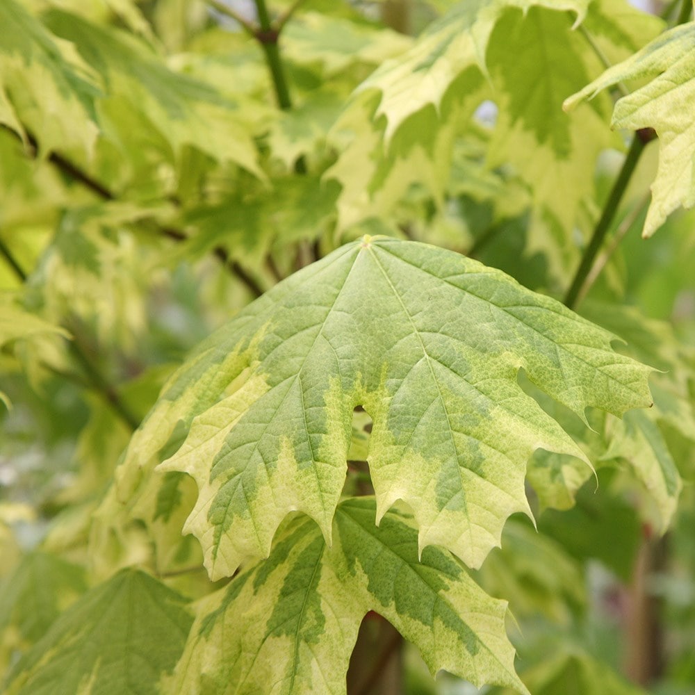 <i>Acer platanoides</i> 'Drummondii'
