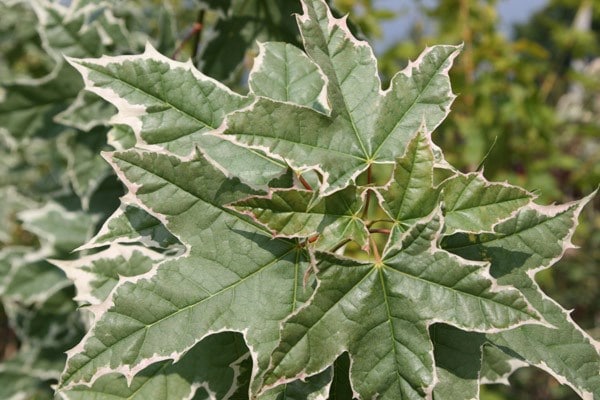 Acer platanoides Drummondii