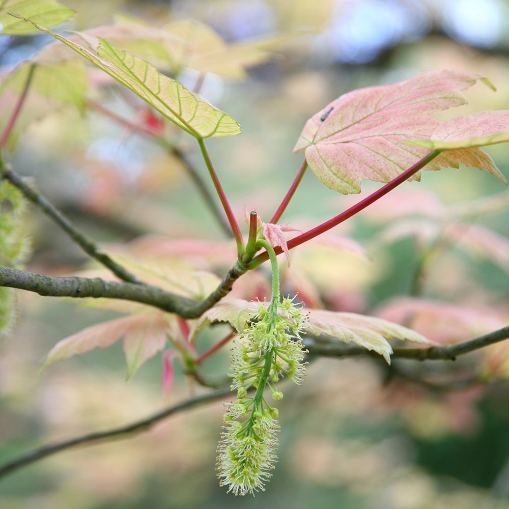 <i>Acer pseudoplatanus</i> 'Brilliantissimum'