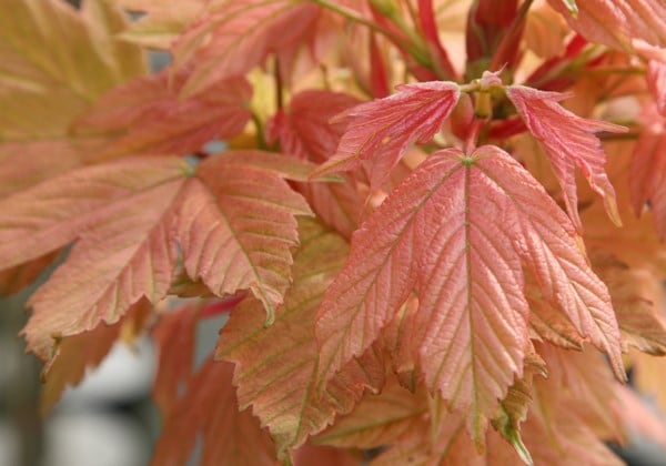 Acer pseudoplatanus Brilliantissimum