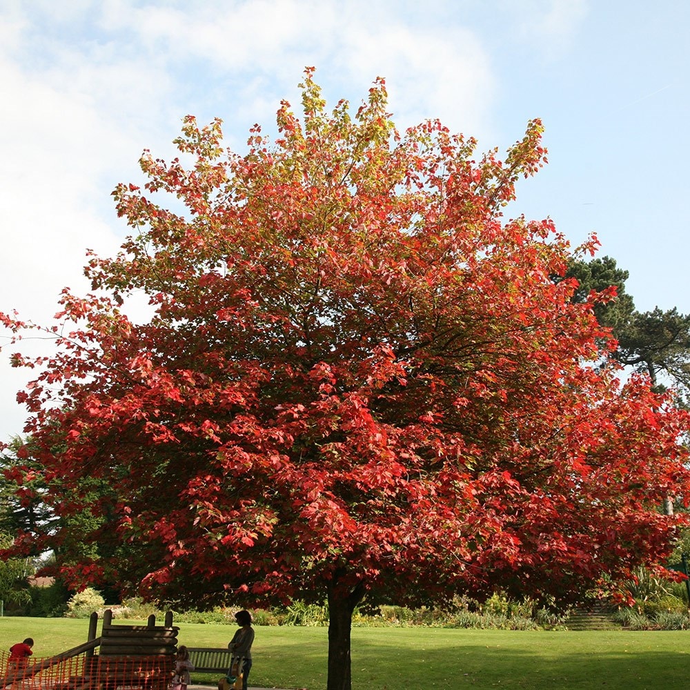<i>Acer cappadocicum Rubrum</i> 
