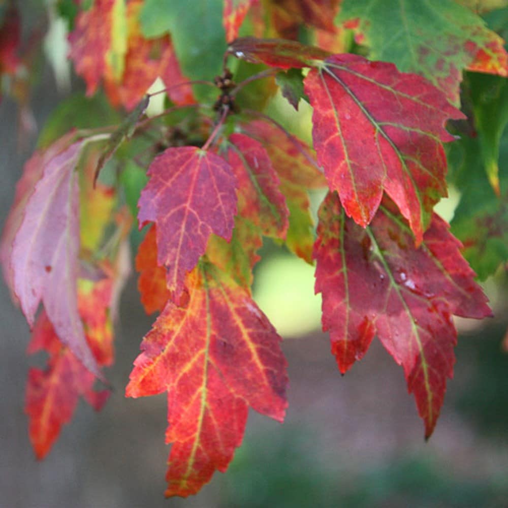 <i>Acer cappadocicum Rubrum</i> 