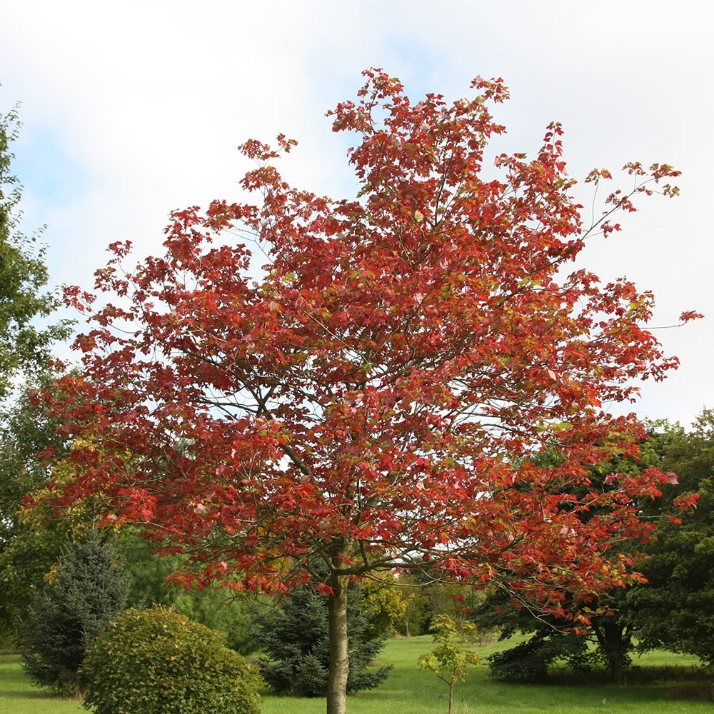 <i>Acer cappadocicum Rubrum</i> 