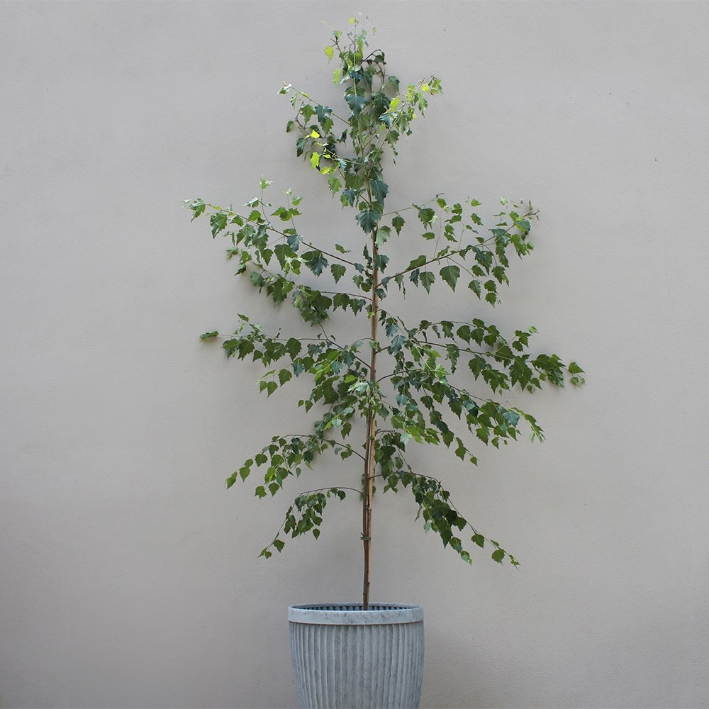 Product options image