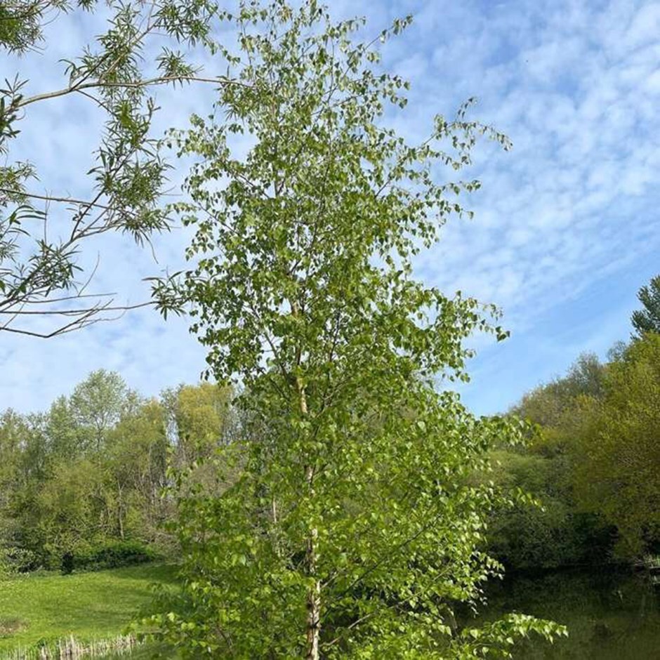 silver birch ( syn. Betula alba )