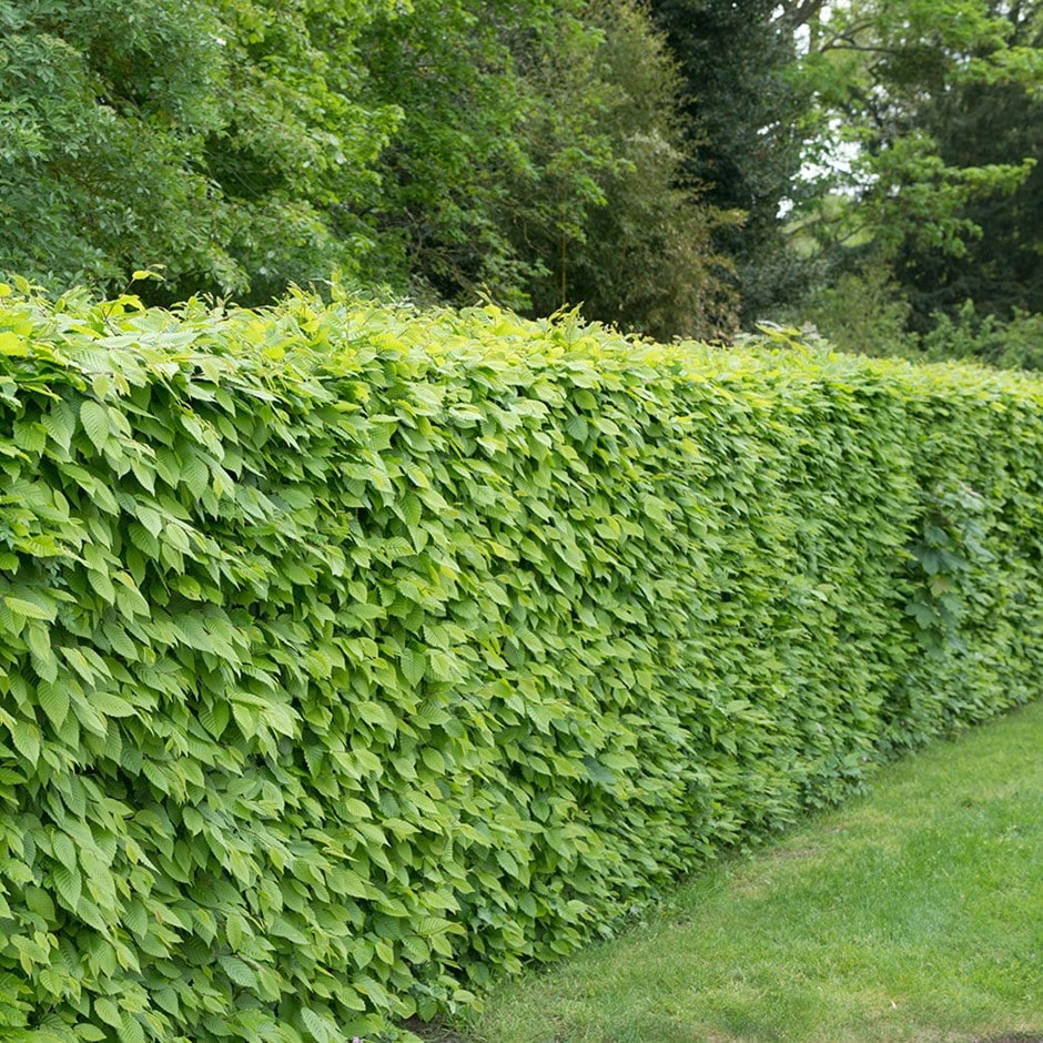 common hornbeam hedging