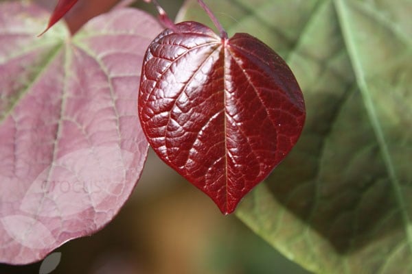 Cercis canadensis Forest Pansy