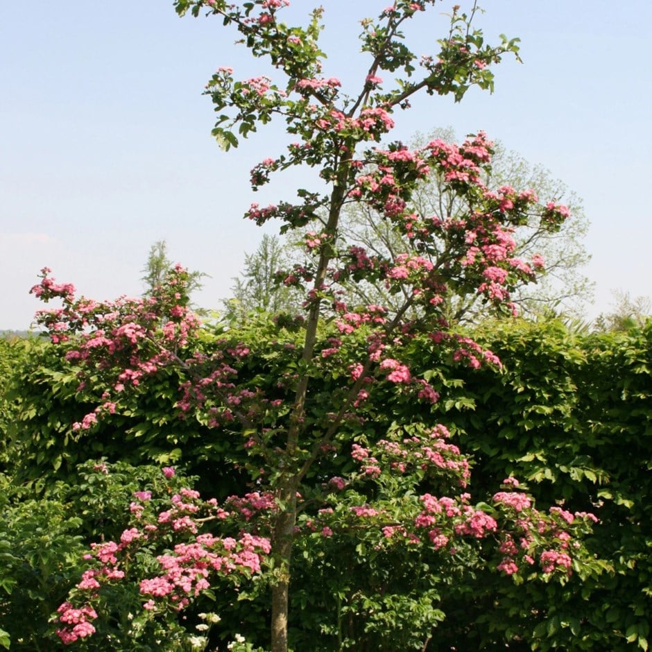 <i>Crataegus</i> × <i>media</i> 'Punicea Flore Pleno'