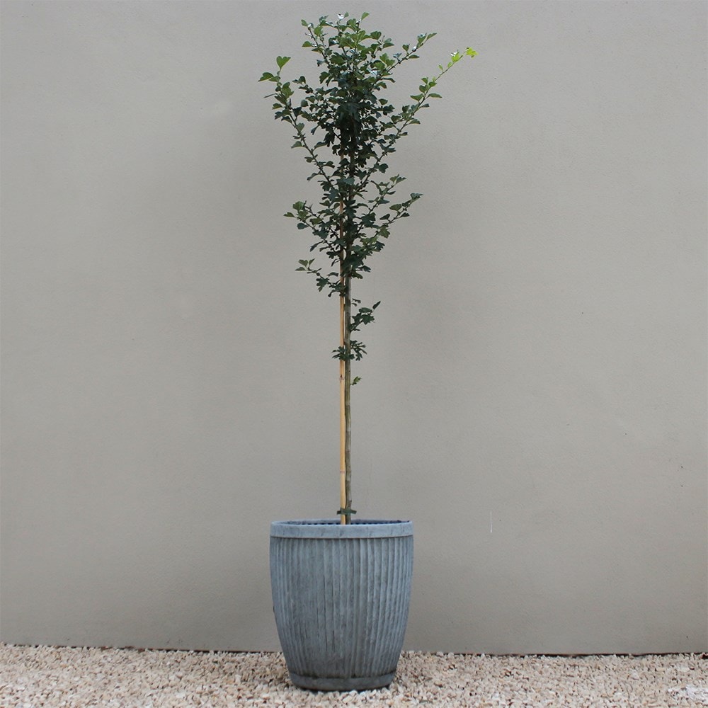 <i>Crataegus</i> × <i>media</i> 'Punicea Flore Pleno'