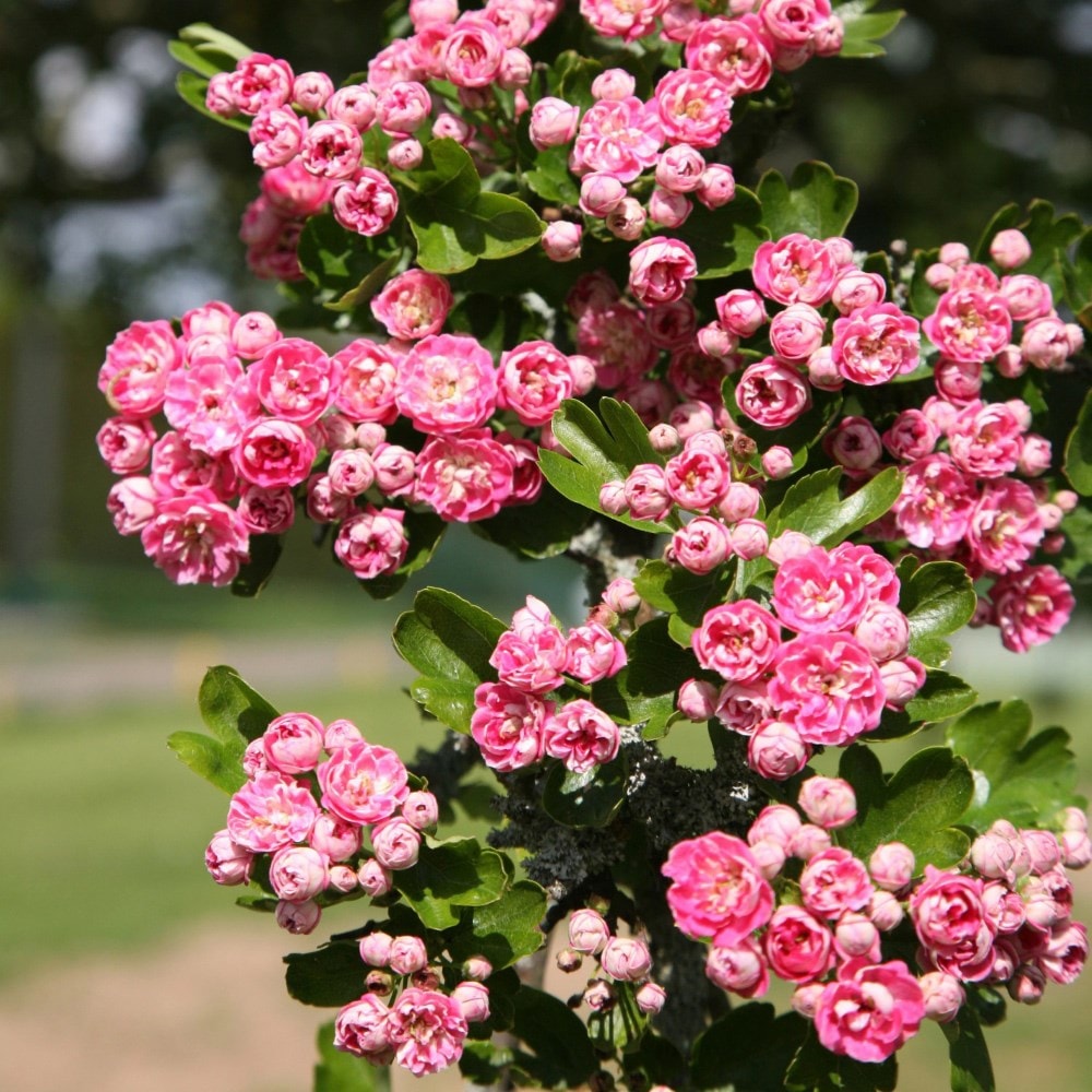 <i>Crataegus</i> × <i>media</i> 'Punicea Flore Pleno'