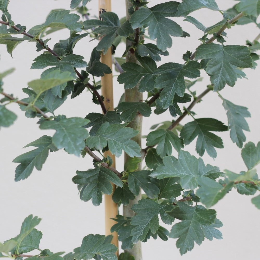 <i>Crataegus</i> × <i>media</i> 'Punicea Flore Pleno'